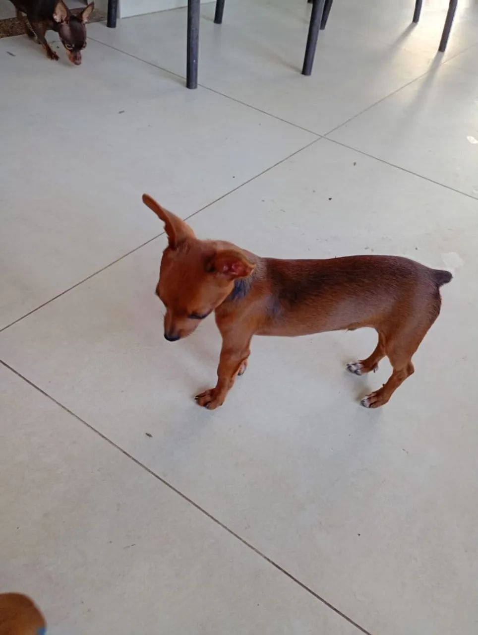 Vende se filhotes Pinscher  - Foto 2