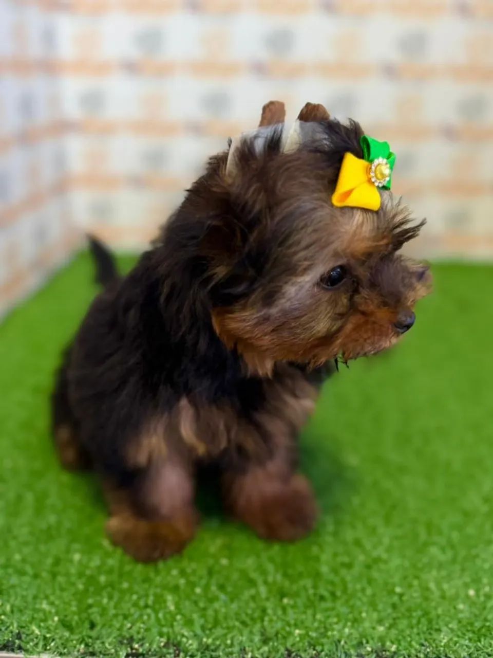 Yorkshire Terrier Fêmea  - Foto 3