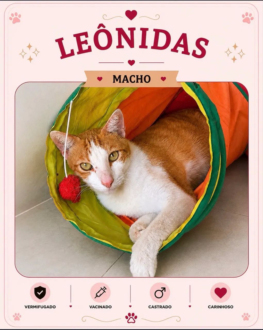 Gato para adoção  - Foto 3