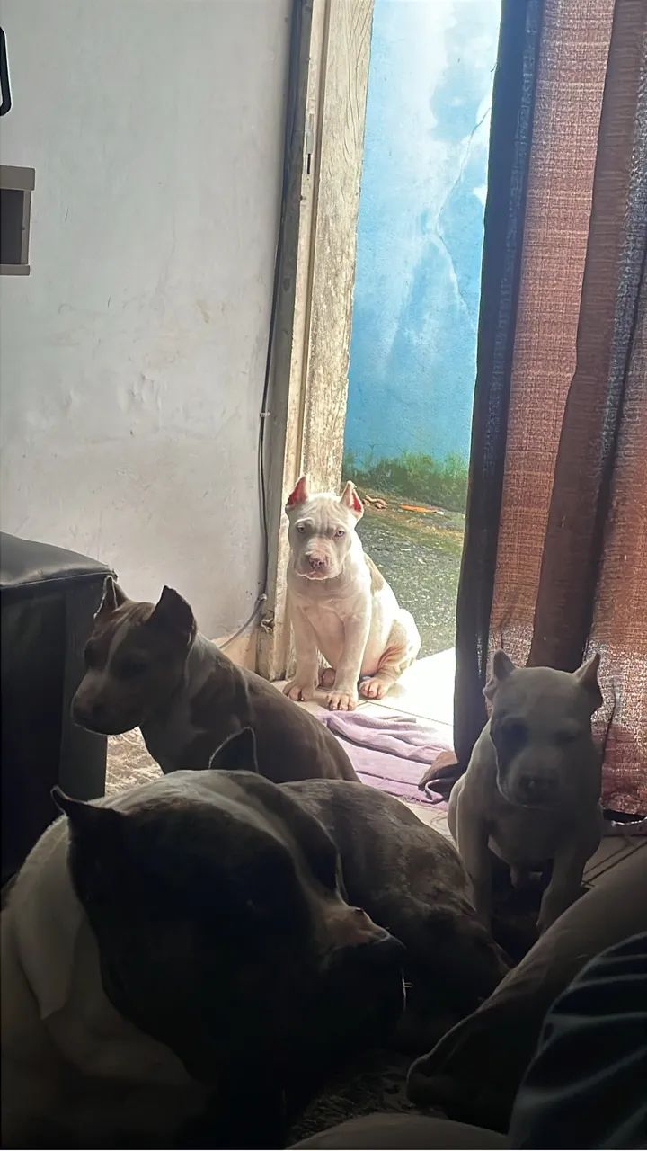 Filhote de Pitbull  - Foto 2