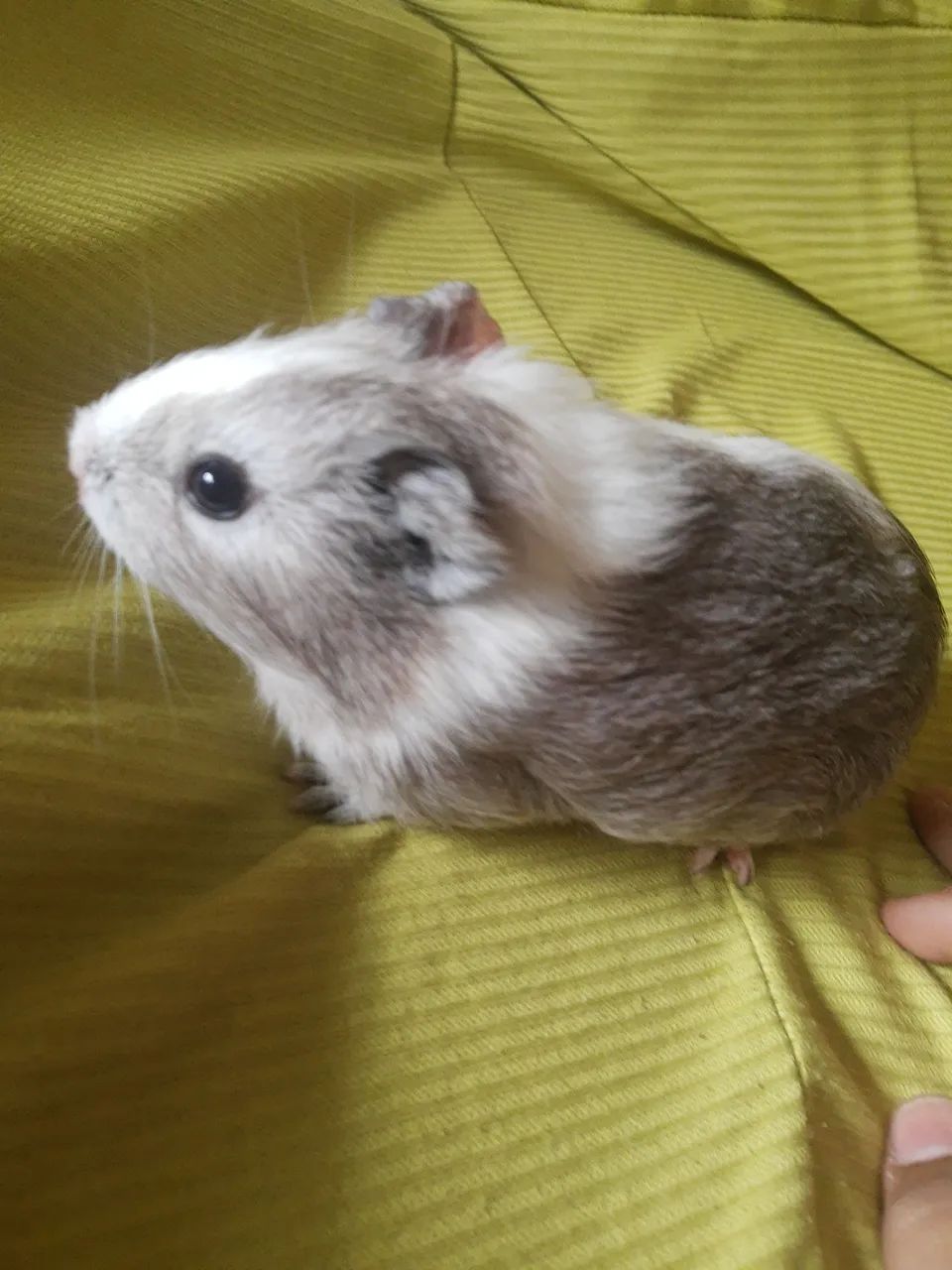 Porquinhos da índia 437443708270028803