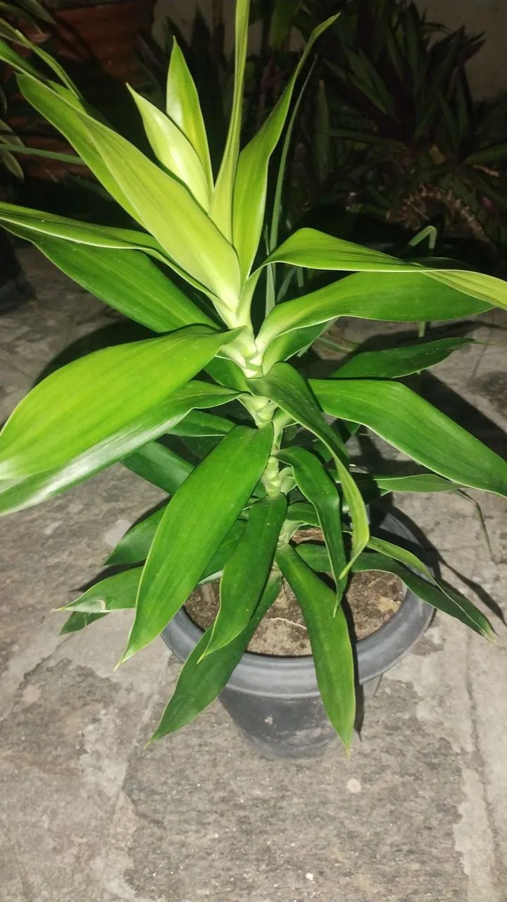 Plantas e Jardinagem  - Foto 3