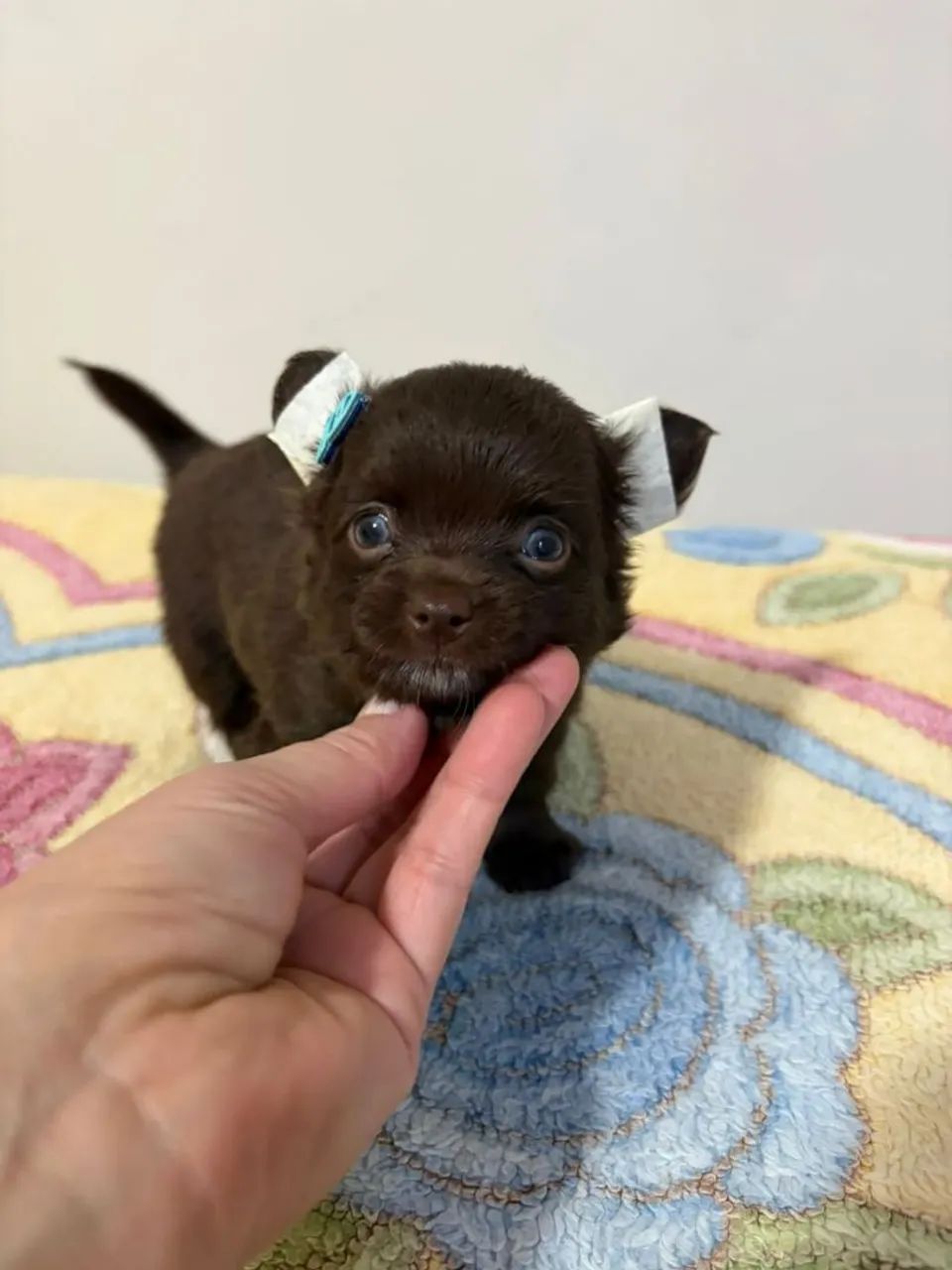 Chihuahua 