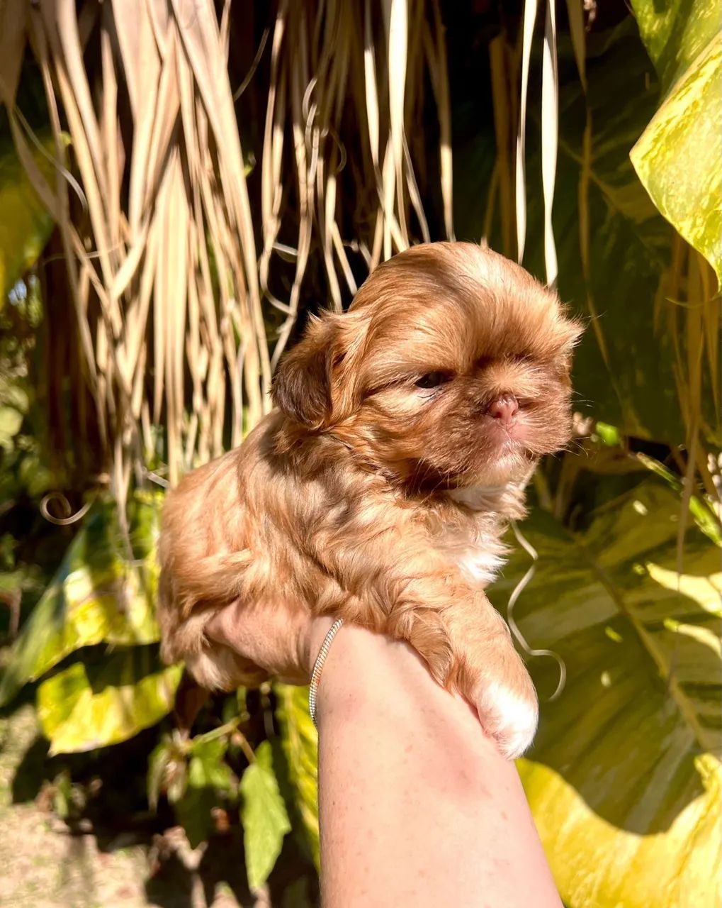 Shih tzu macho  - Foto 4