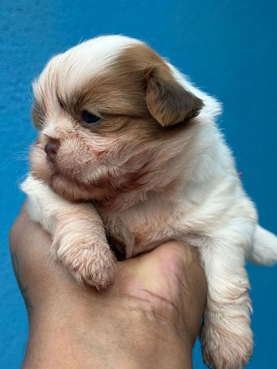Prepare-se para se apaixonar todos os dias | Shih Tzu 