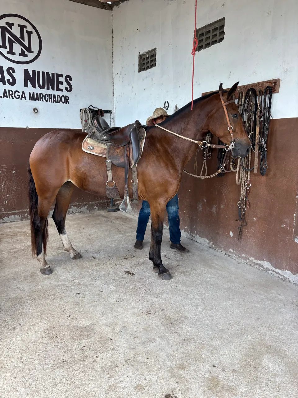 Égua mangalarga marchador  - Foto 3
