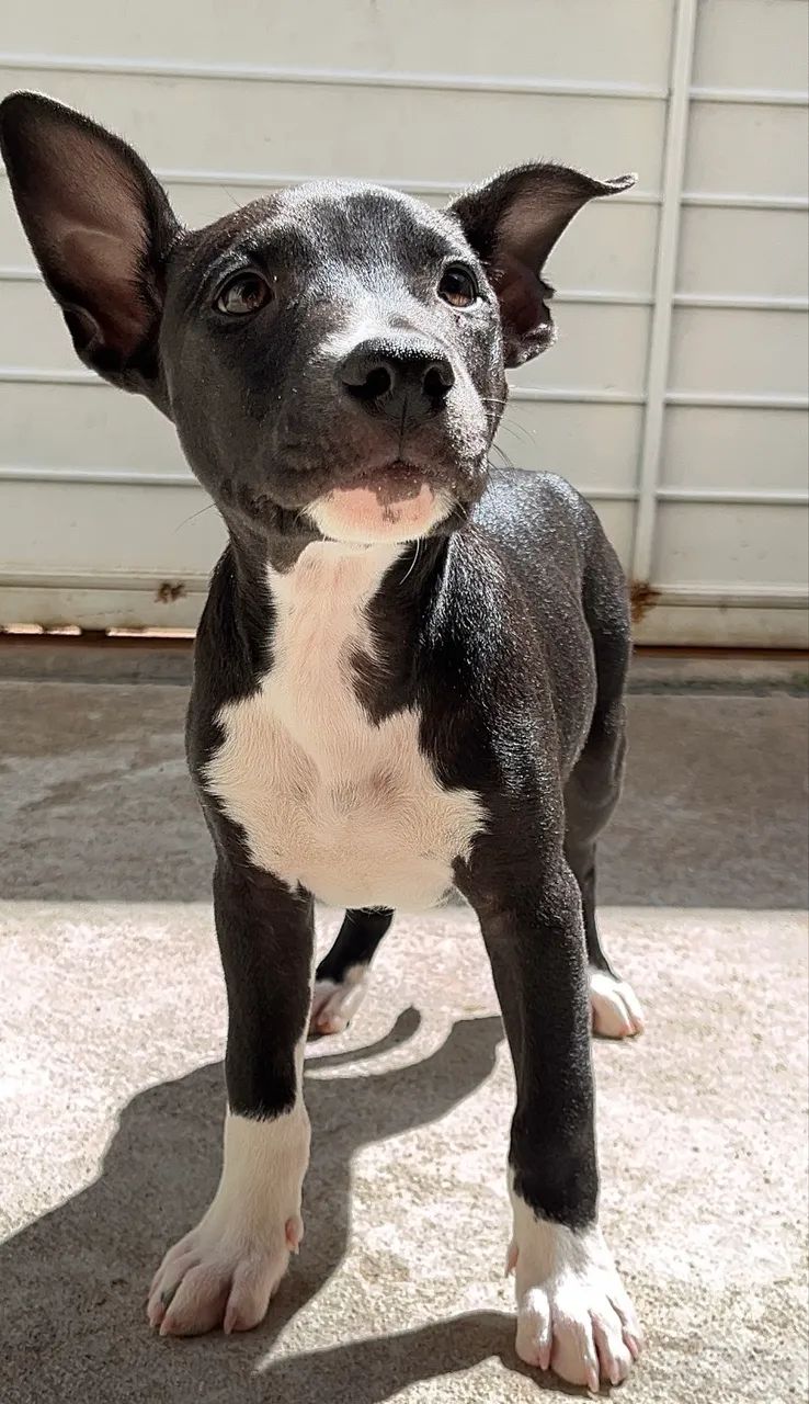 Filhotes Pitbull  - Foto 2
