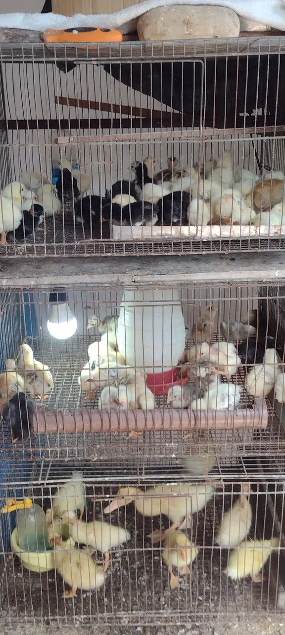 Vende-se animais para criação - Foto 2