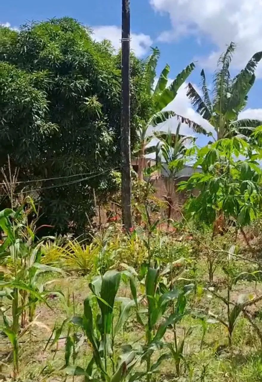 Casa com pomar - Foto 4