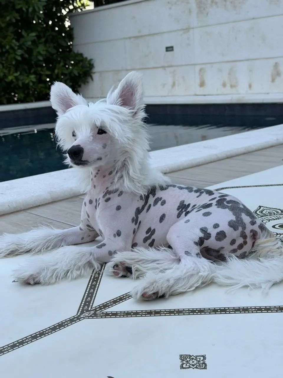 Cão da Crista chinesa  - Foto 2