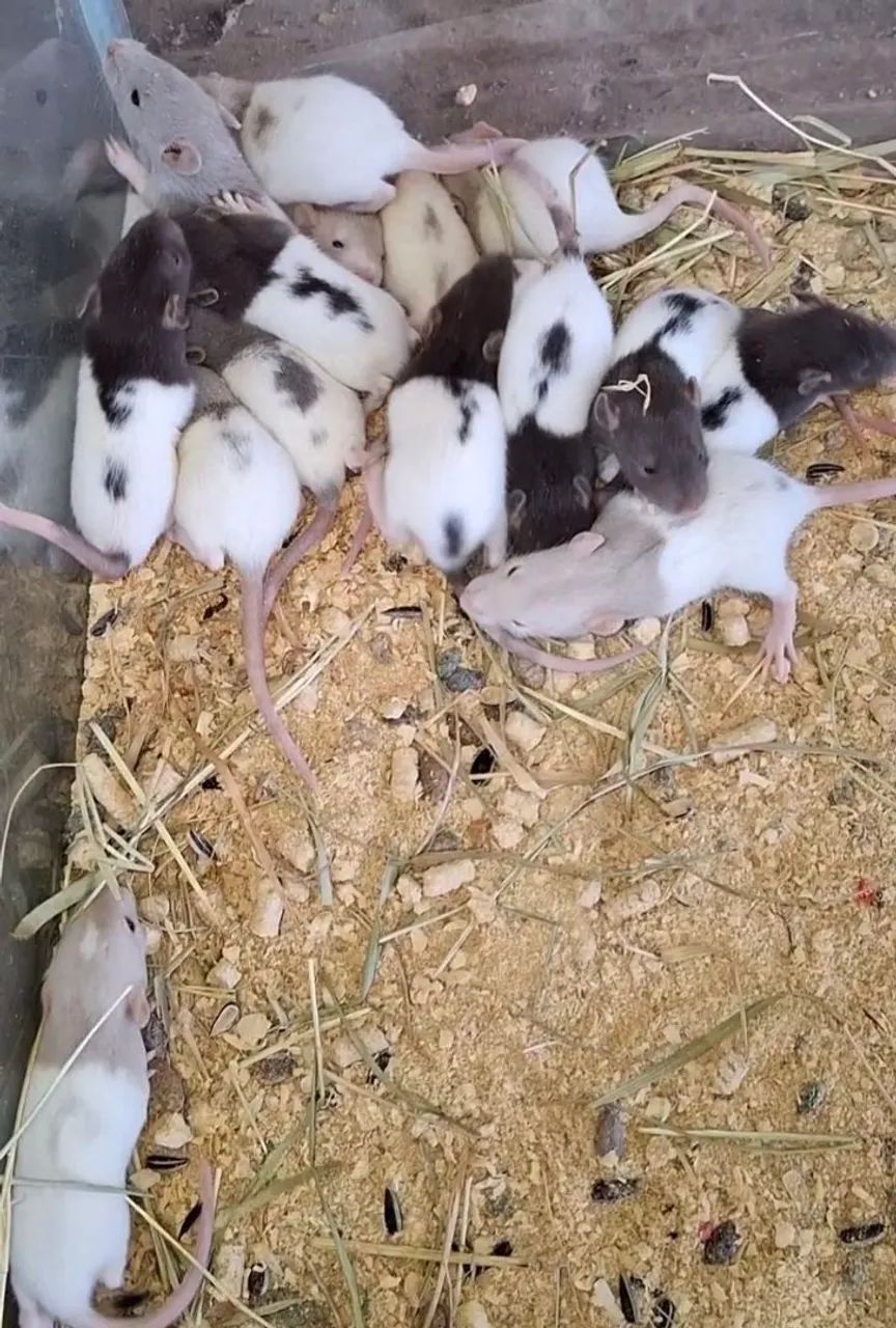 Twisters coloridos  - Foto 2