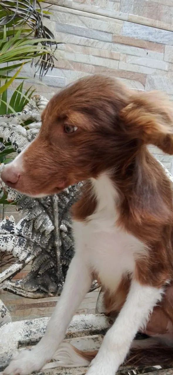 Filhote de Border Collie macho so tem 1  - Foto 3