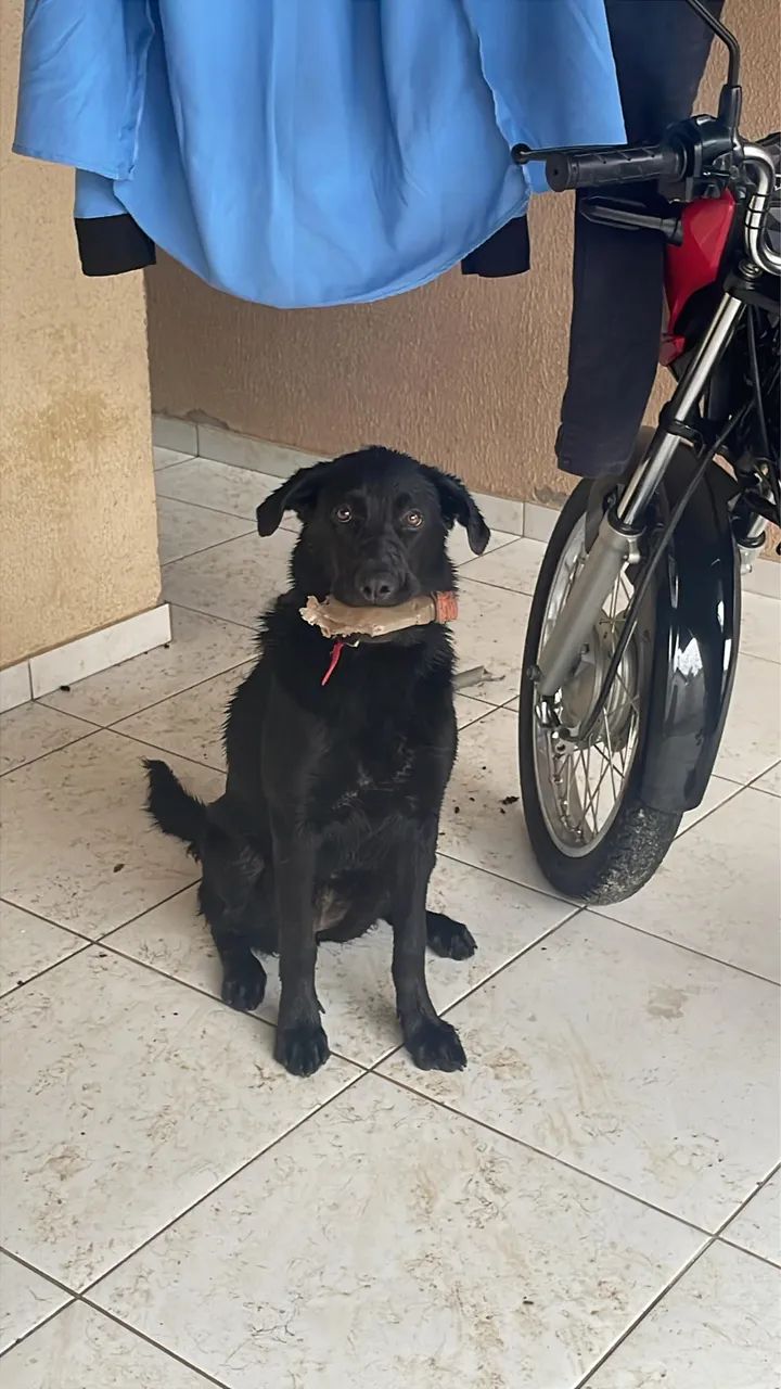 Pet para doação  - Foto 5
