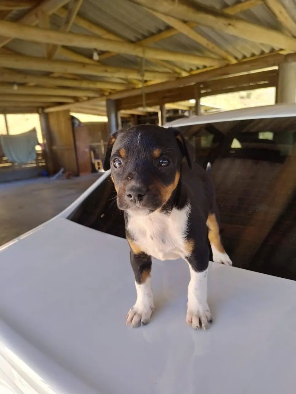 Cachorrinhos (doação) - Foto 2