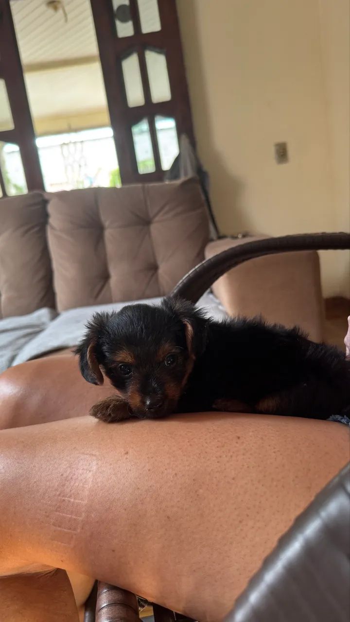 Yorkshire terrier  - Foto 4