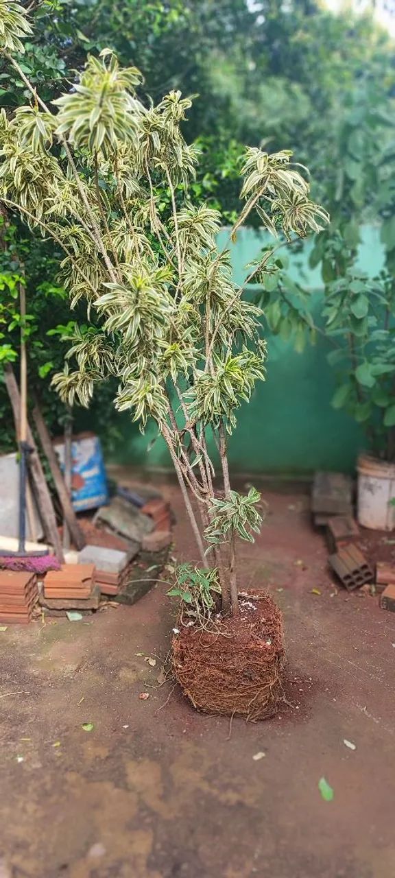 Vendo essa planta - Foto 3