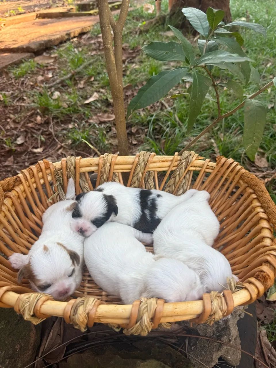 Filhote de Shihtzu  - Foto 2