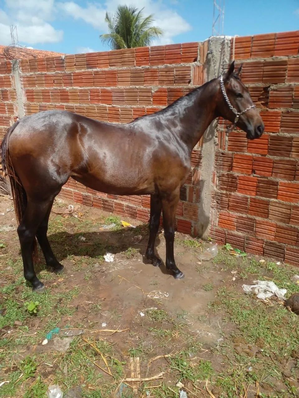Potra fêmea 8 mil reais  - Foto 5