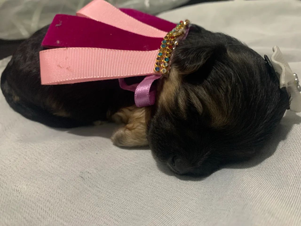 Filhote de cachorro - Foto 5