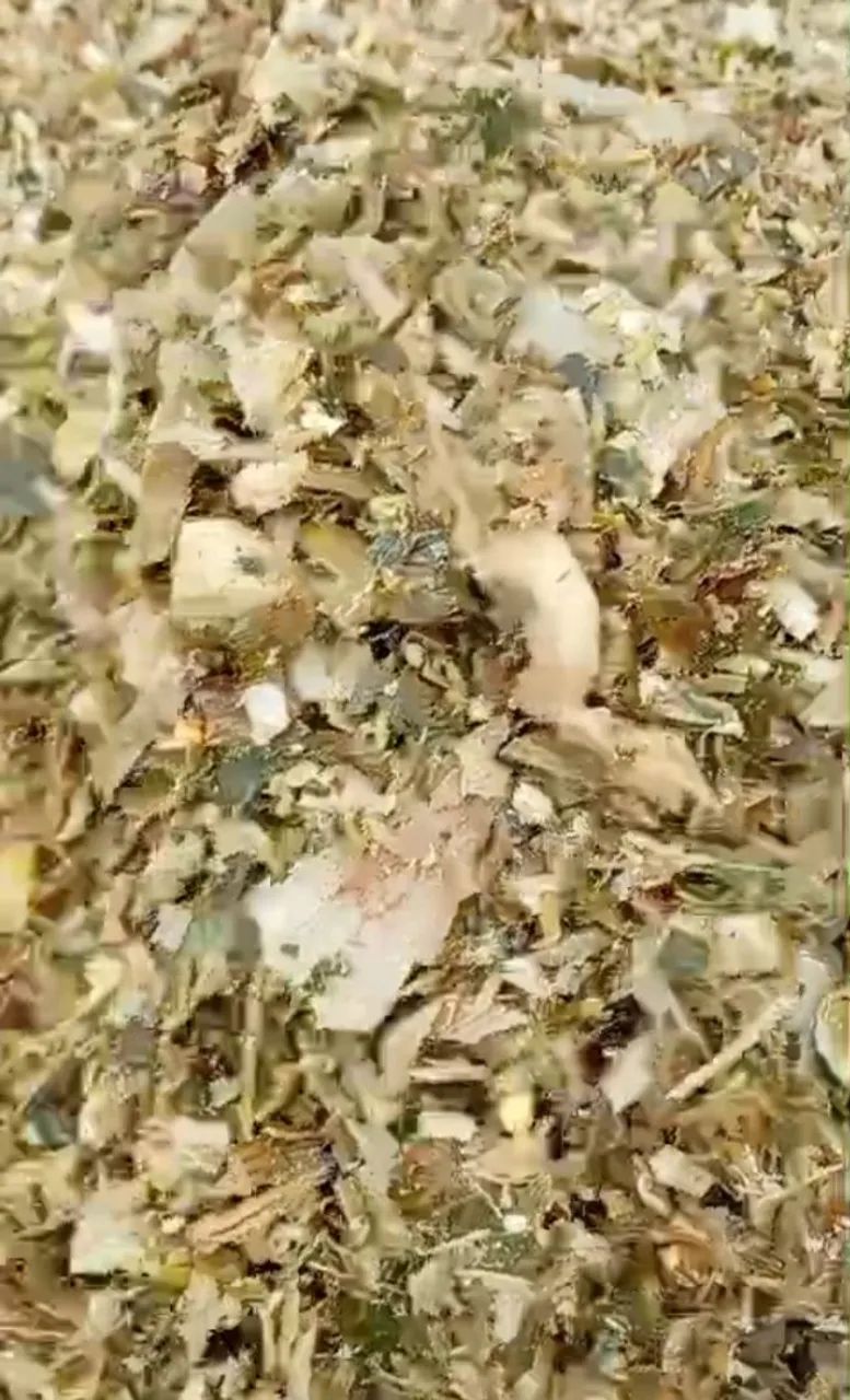 SILAGEM DE MILHO - Foto 2