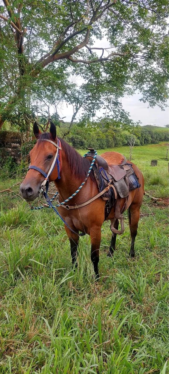 Cavalo 
