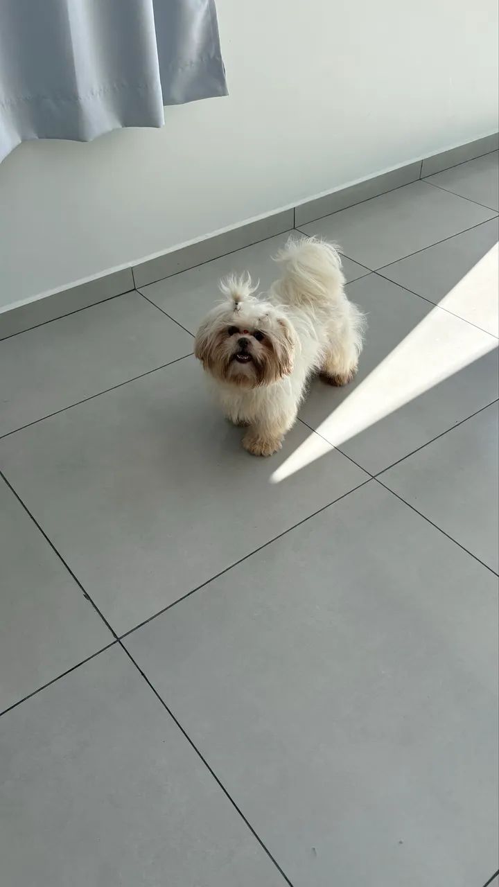 Shih Tzu 