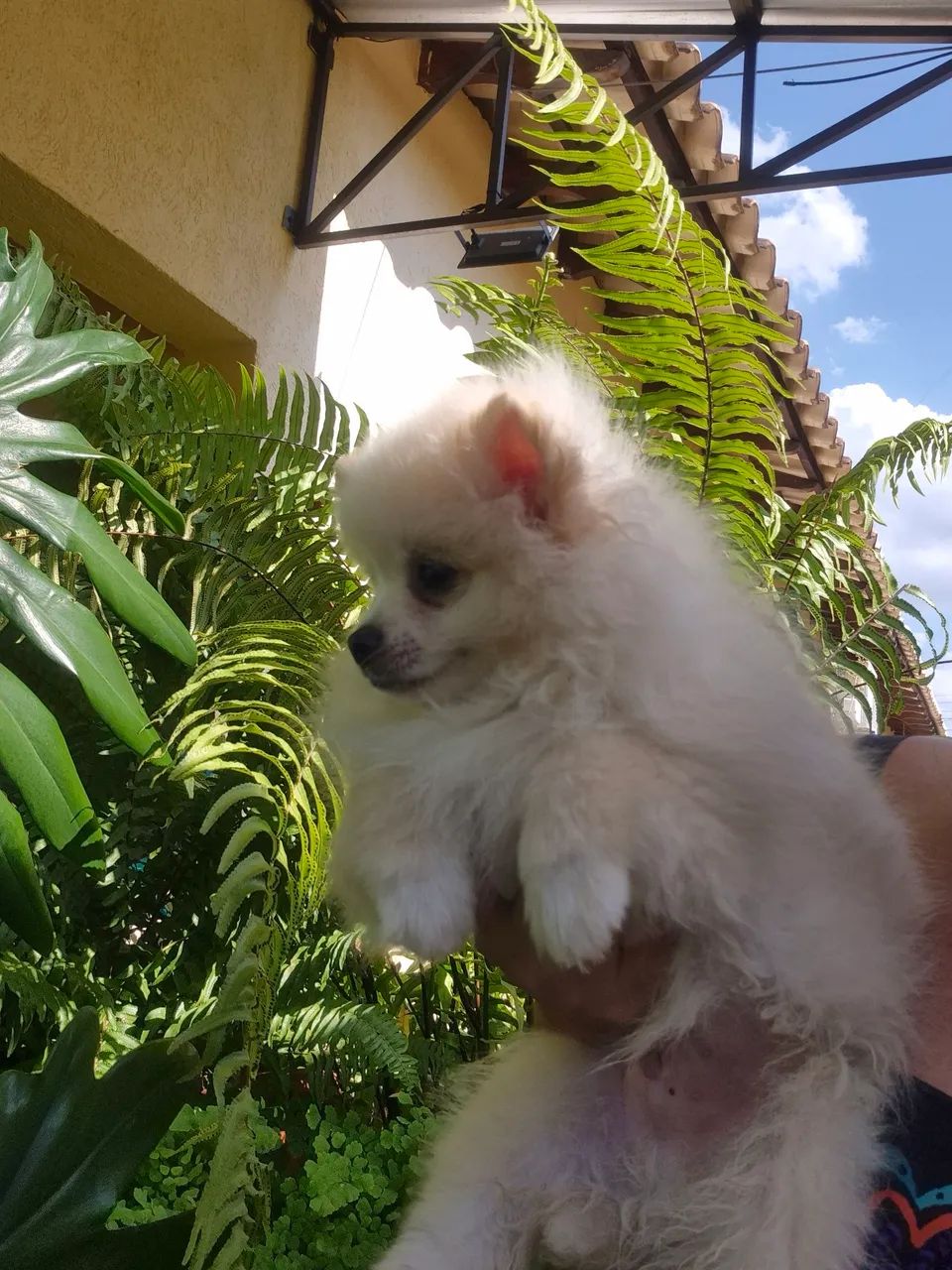 Spitz alemão  - Foto 2