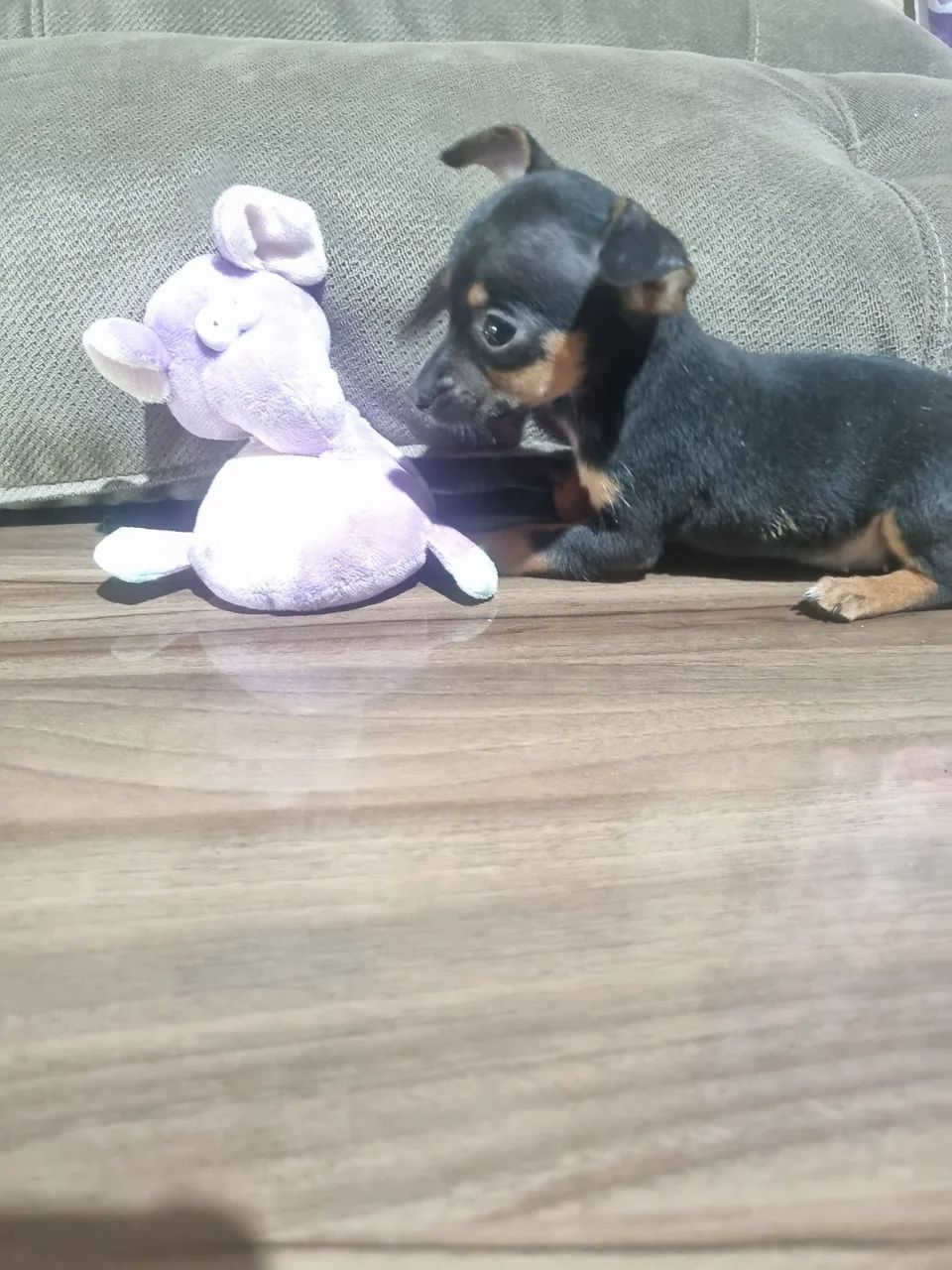 PINCHER OOO  - Foto 3