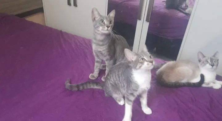 Doação de gato filhotes - Foto 2