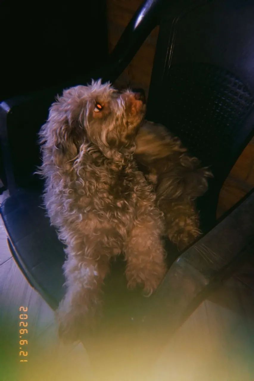Pet - Foto 2