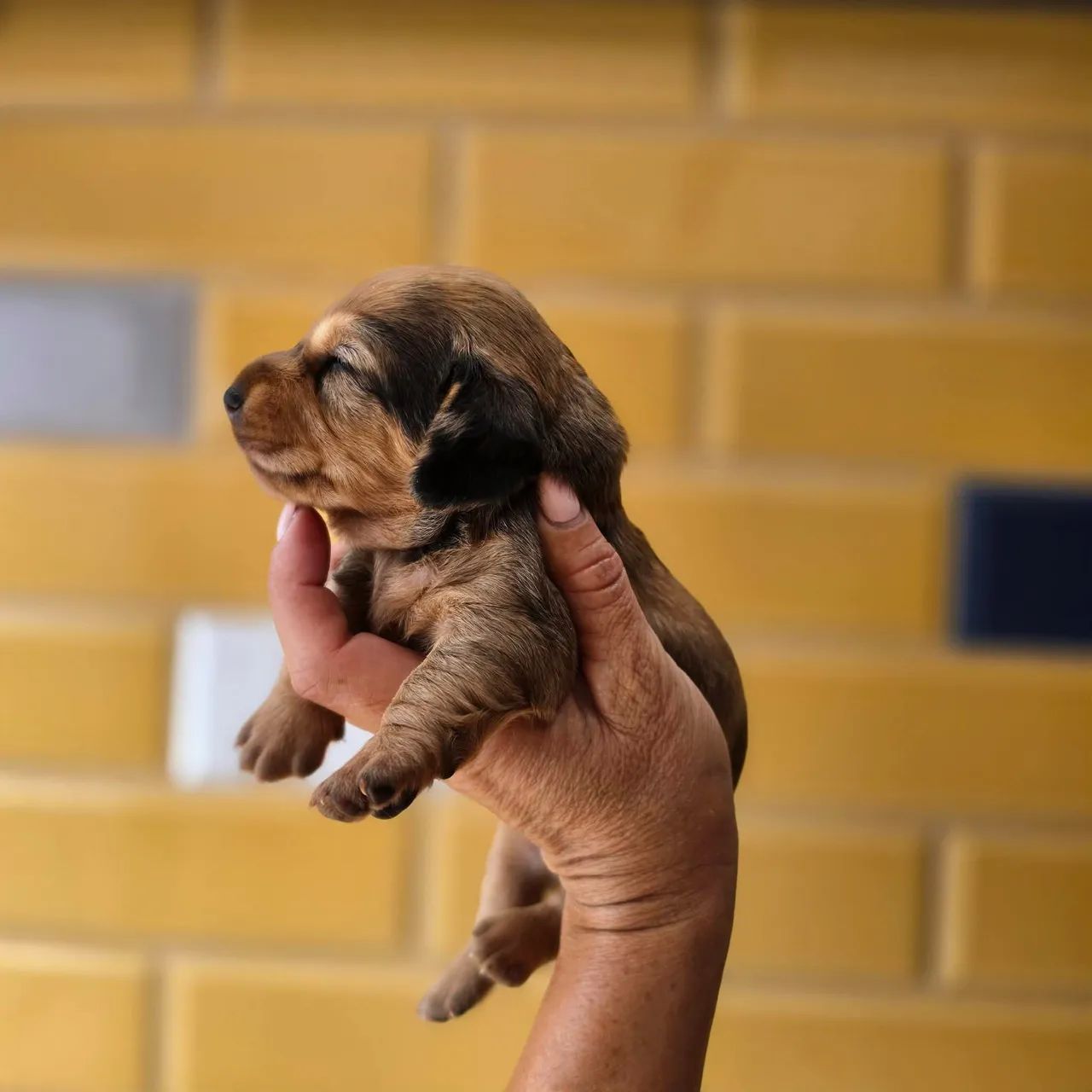 Dachshunds  - Foto 2