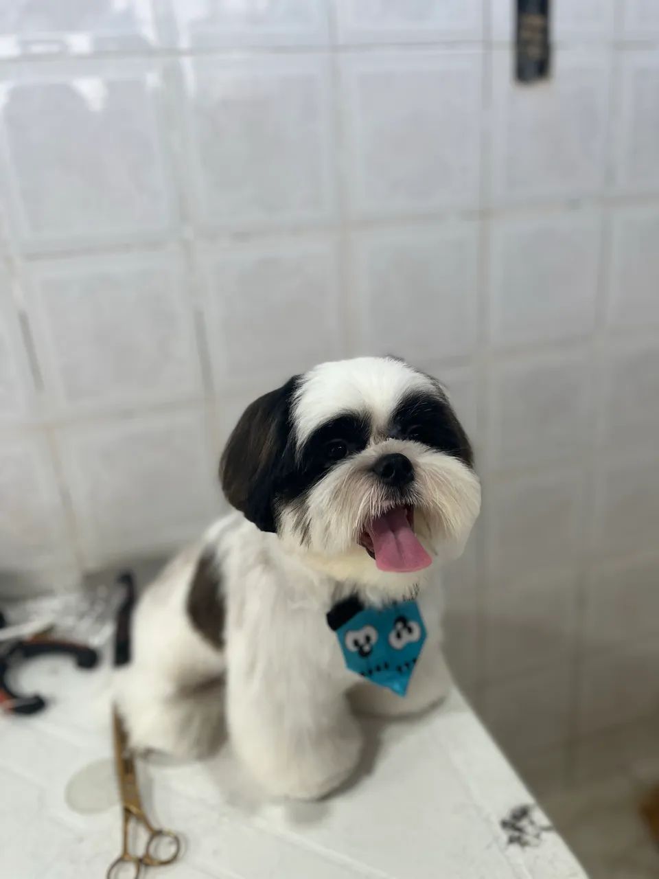Banho e tosa  - Foto 2