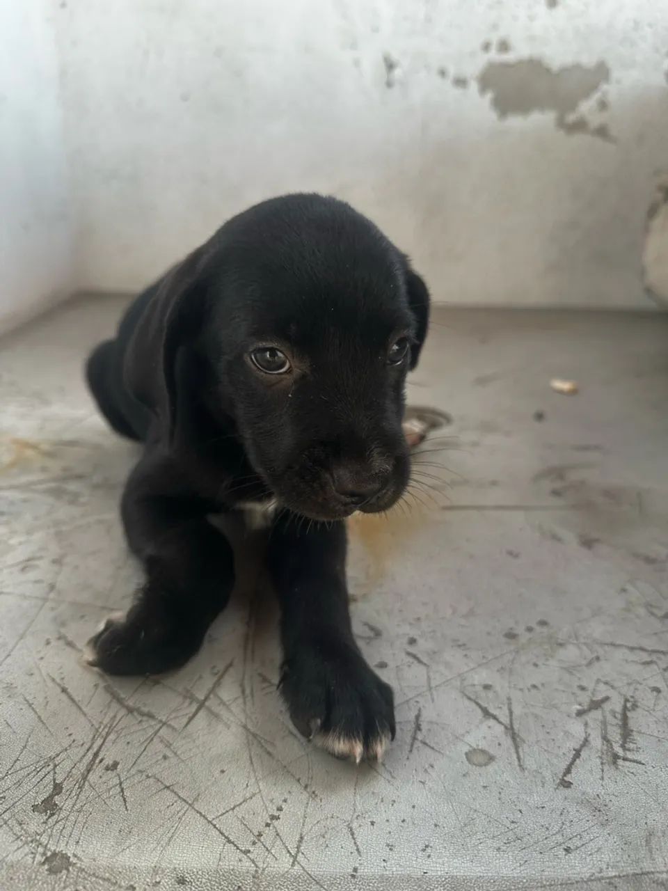 Cachorras sem raça defina muito amáveis e dóceis. - Foto 4
