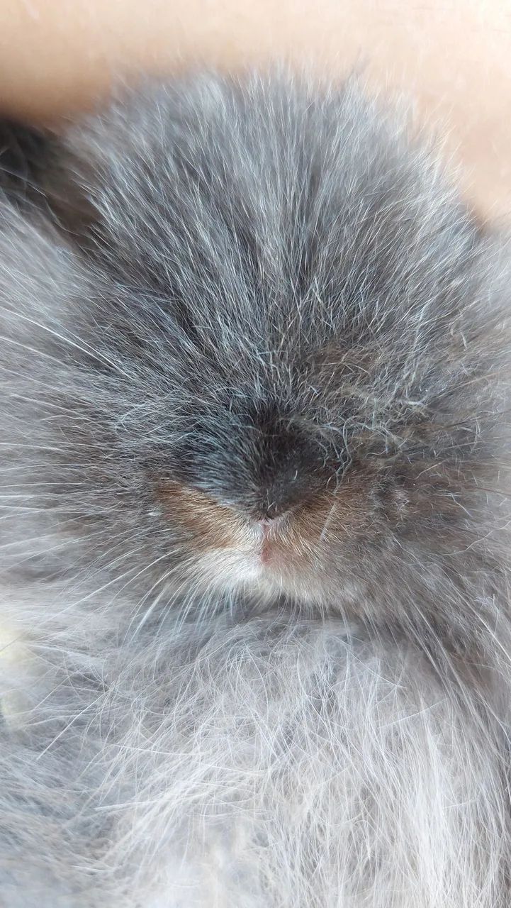 Coelho Mini Lion Head Cinza EScuro Muito dócil e carinhoso Disponível  - Foto 4