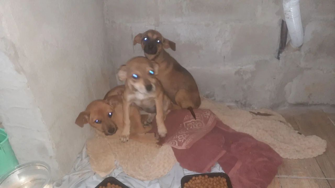 Doa se 3 cachorros  abandonados
