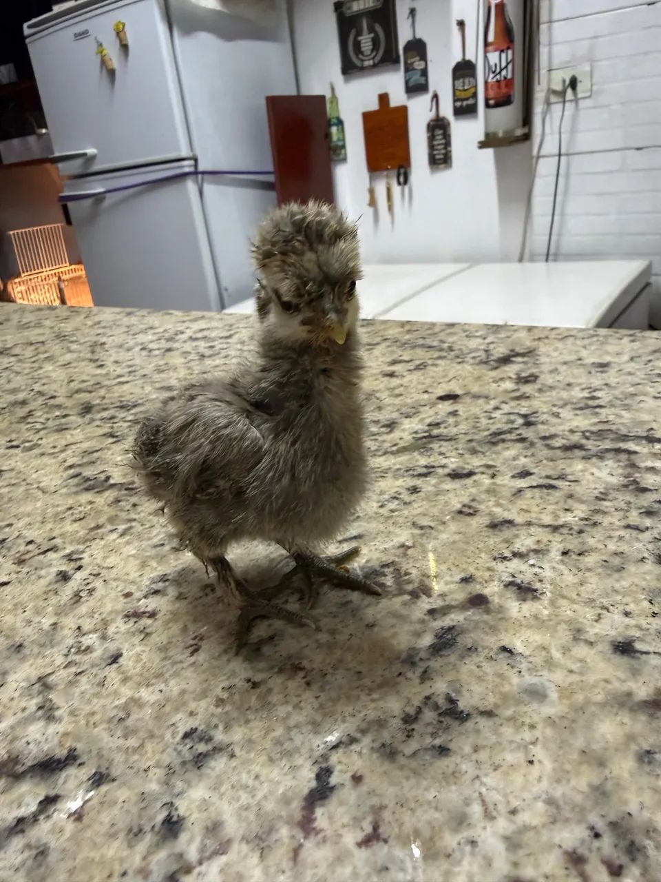 Galinha sedosa do Japão - Foto 2