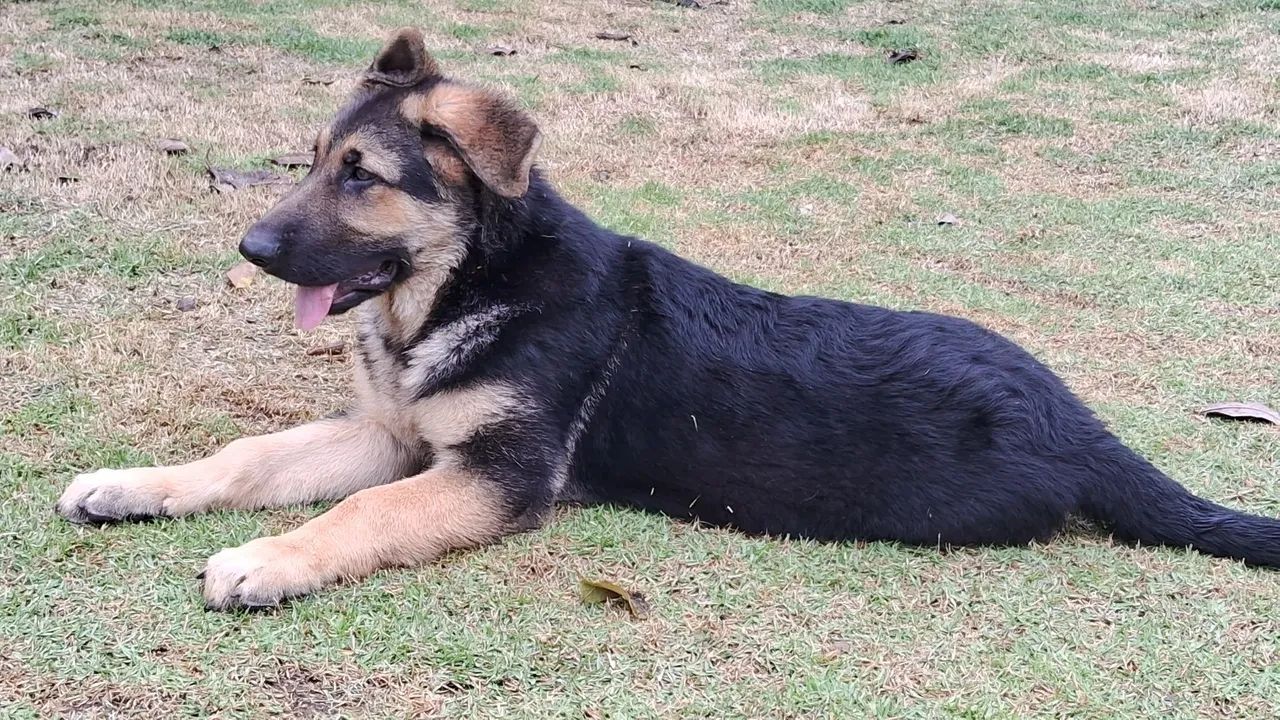 Animais  - Foto 2