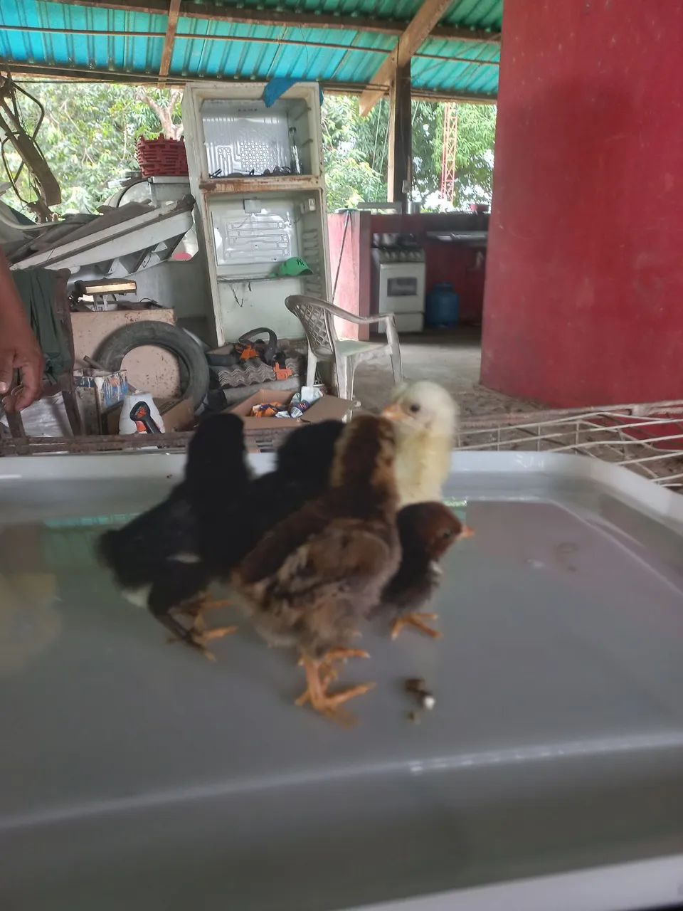 Pintos caipira - Foto 2