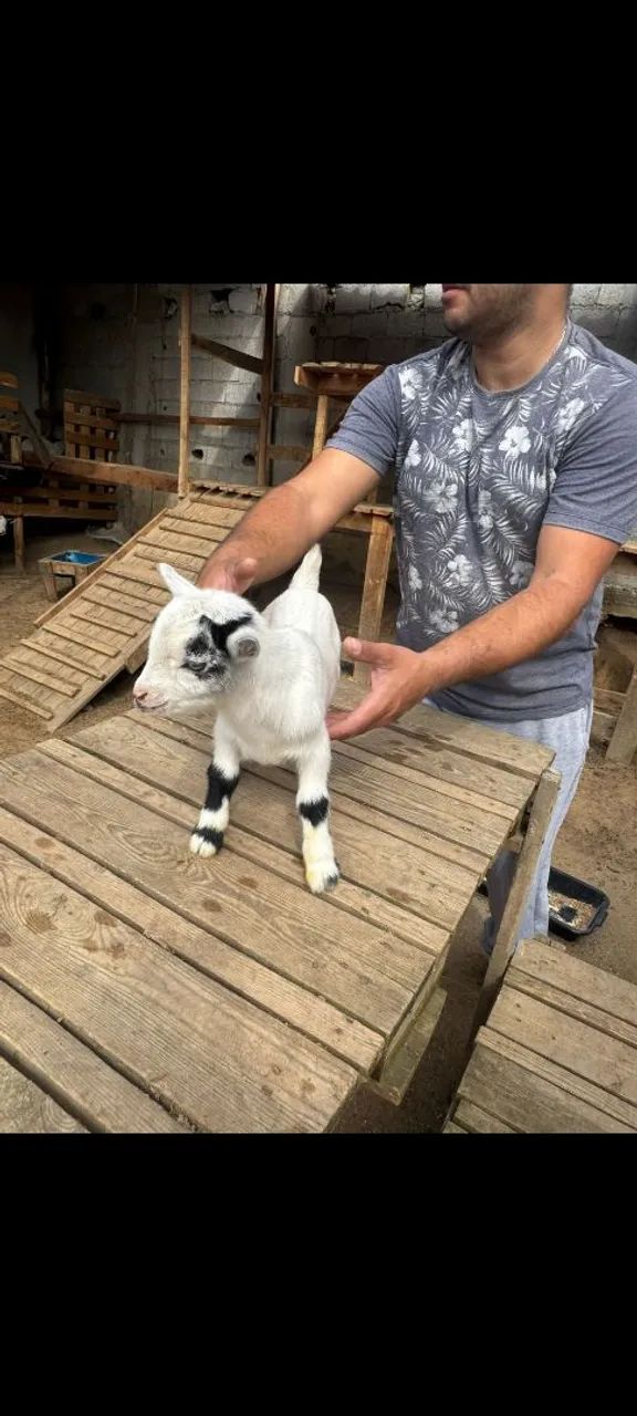 Mini cabras - Foto 4