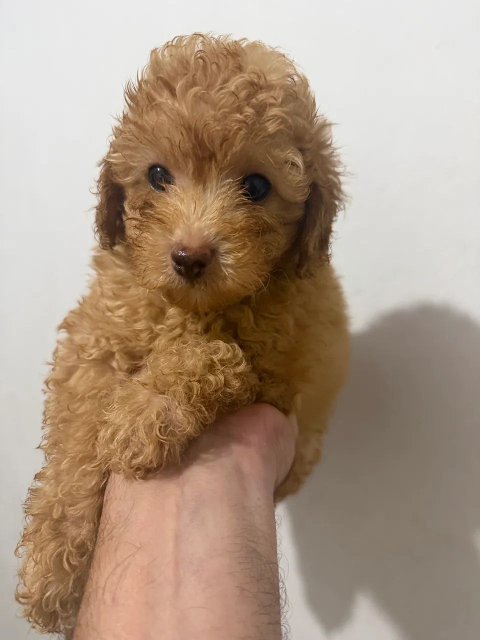 Poodle - machinho abricot - Foto 4