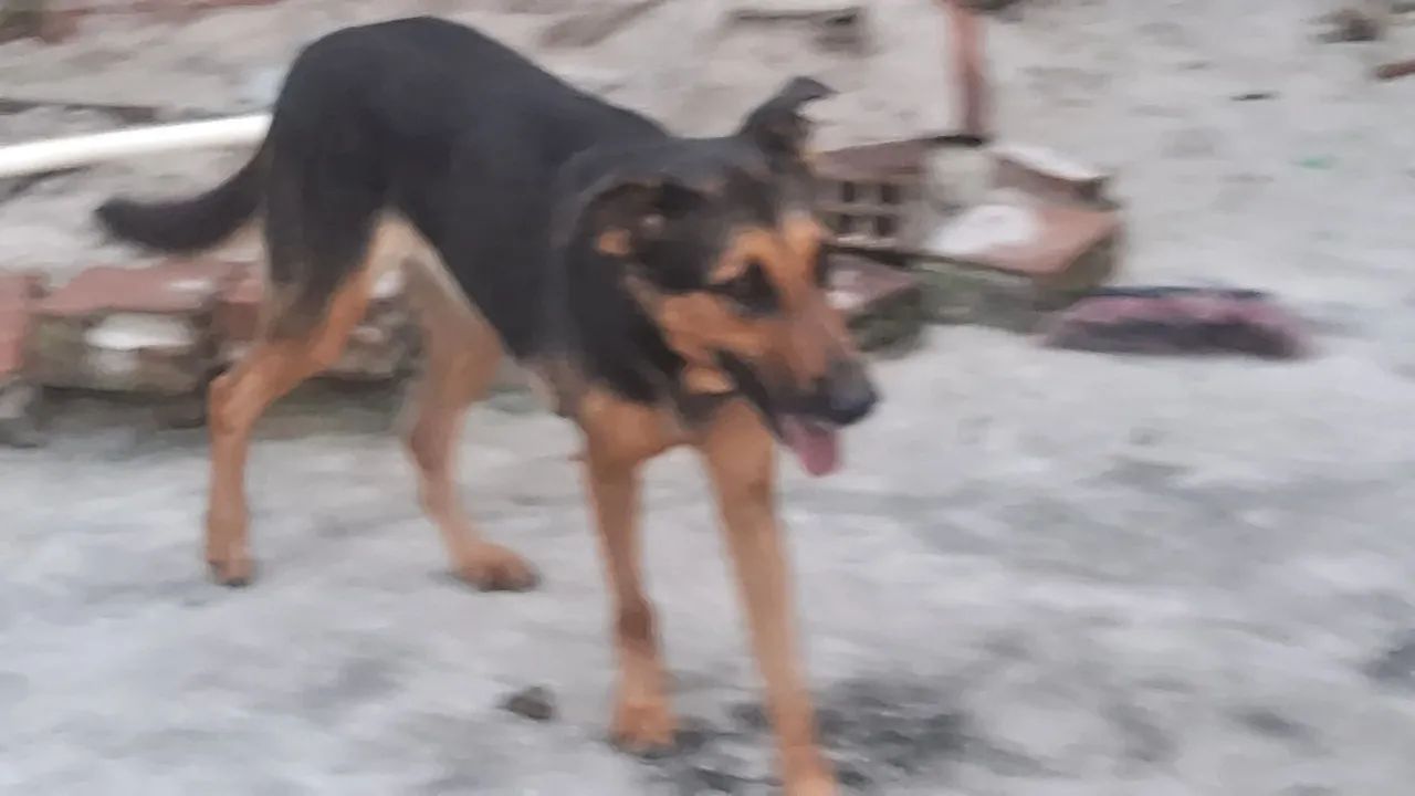 Cachorra pastor alem ão  - Foto 2