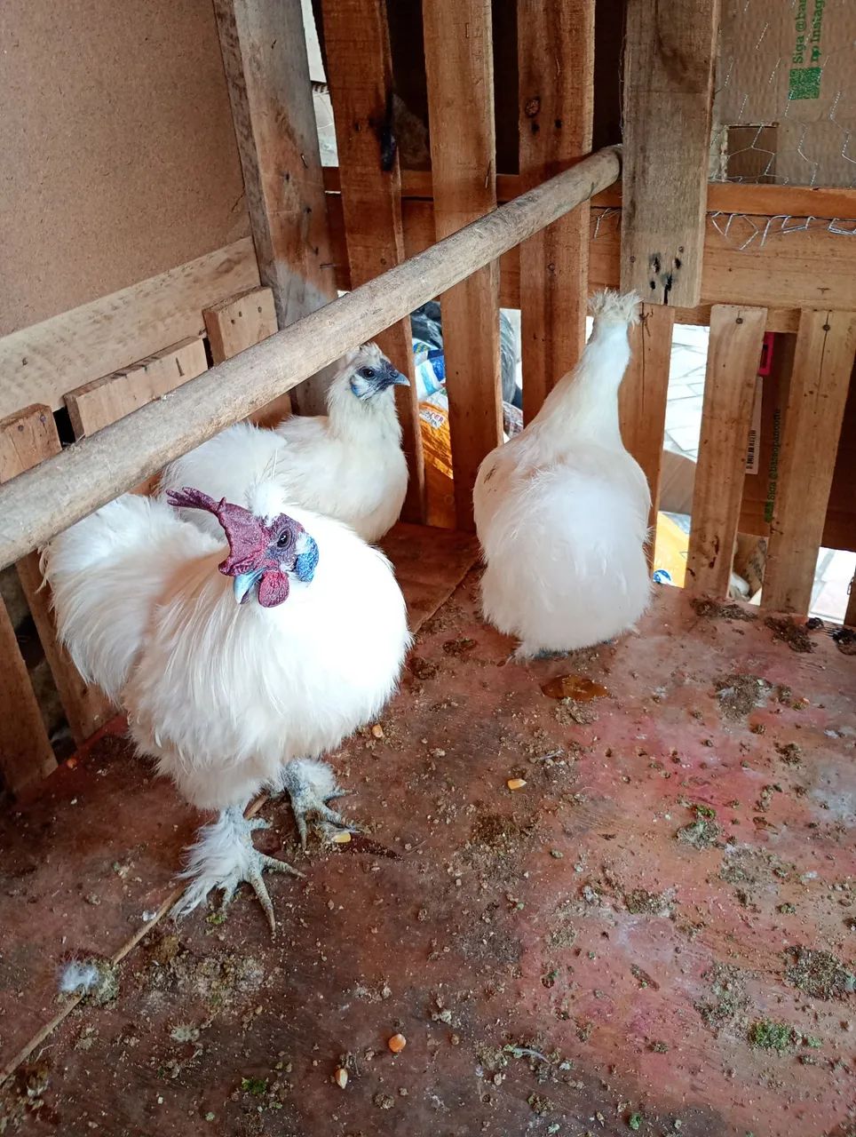 Ovos galinha sedosa  - Foto 2