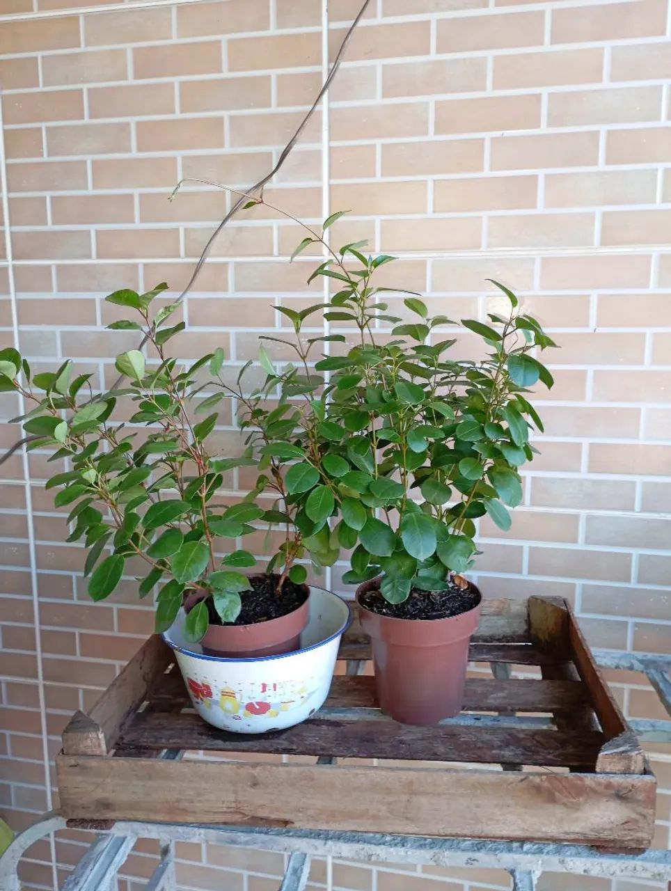 Sementes e plantas  - Foto 5