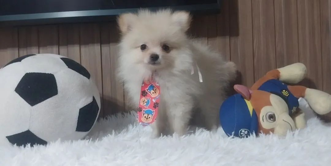 Lulu da pomerânia machinho anão perfeitinho - Foto 4