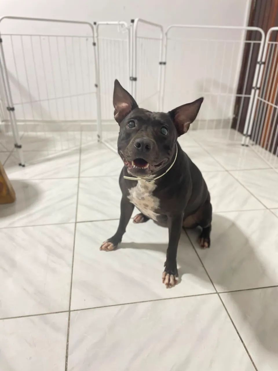 Portão/grade pet - Foto 2
