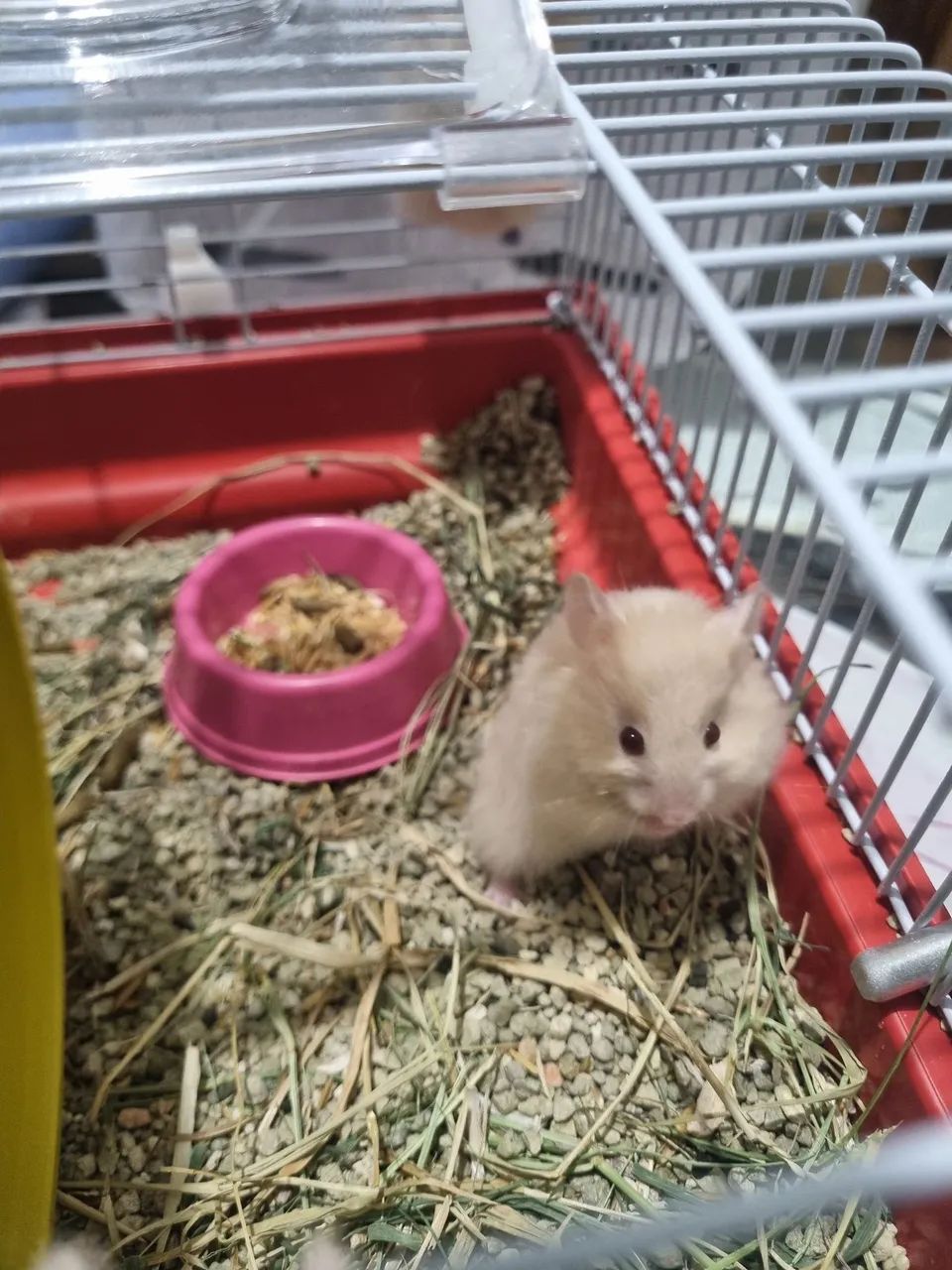 Hamster sírio  - Foto 4