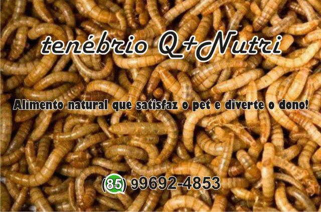 Grilos, Larvas ou Criação de Tenébrio completa - Foto 5