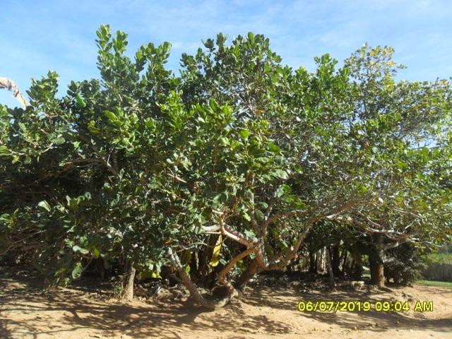 1313/Bela fazenda de 32 ha com linda casa antiga e restaurada - Foto 18