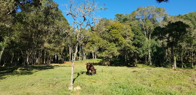 Vendo área para formar chácara em Mandirituba localidade Guapiara 12.000 metros. - Foto 3
