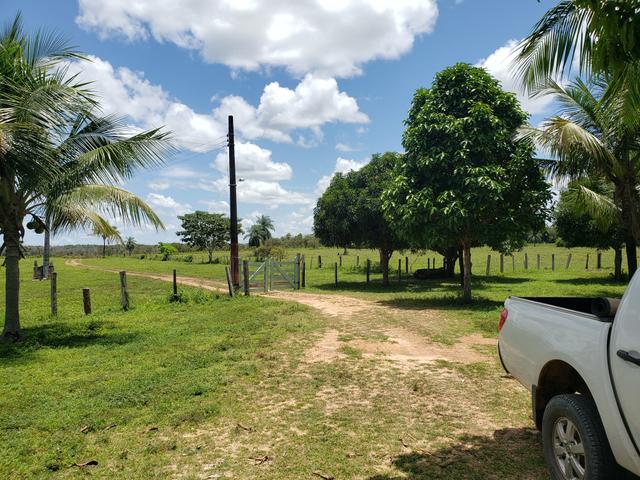 Fazenda, soja e pecuária - Foto 9